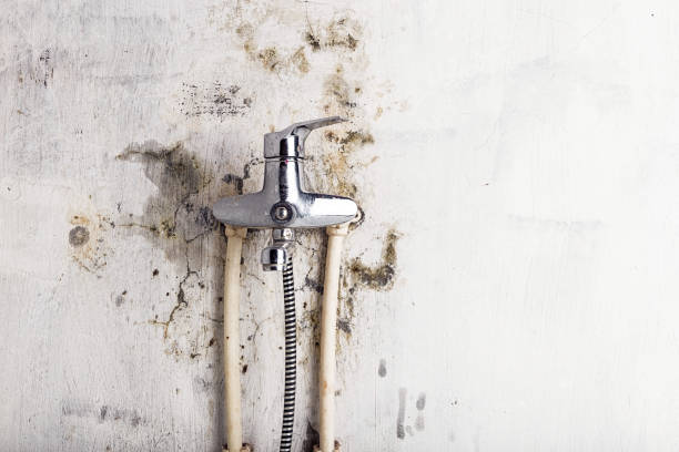 Best Insurance-Related Mold Remediation in Elkhart, TX