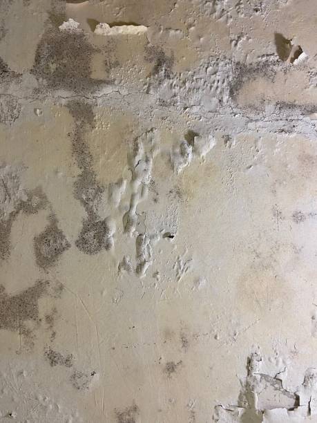 Reliable Elkhart, TX Mold Remediation Solutions