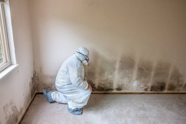 Best HVAC Mold Remediation in Elkhart, TX