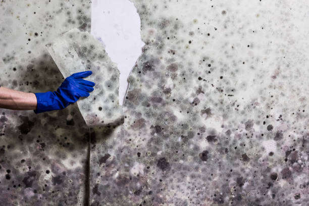 Best Commercial Mold Remediation in Elkhart, TX